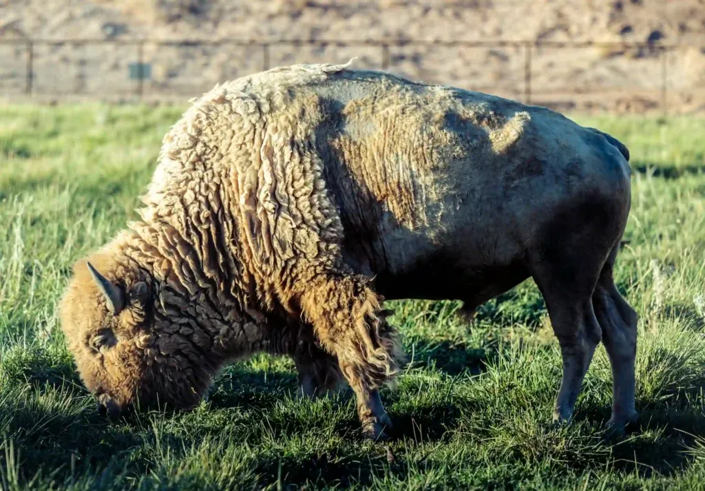 White bison on property at Zion White Bison Resort